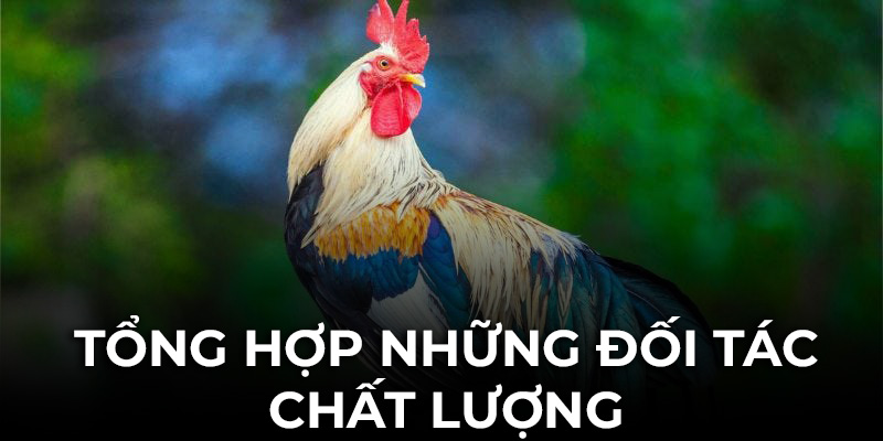 Tổng hợp những những đối tác chất lượng tại sảnh chọi kê